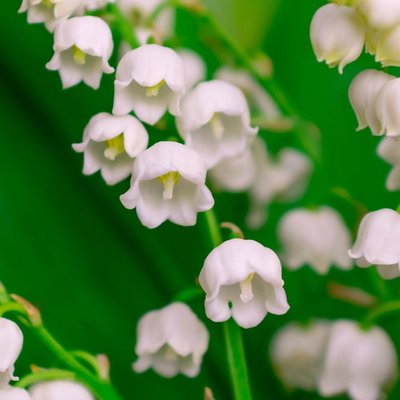 Lily of the Valley 99921 фото