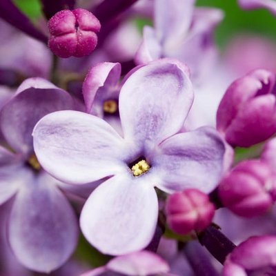 French Lilac 21215 фото